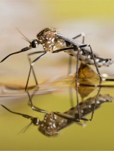 abstract-timeline-mosquito abstract-timeline-mosquito